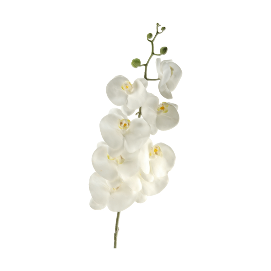 White Phael Orchid Stem - FL2282 - Image 2