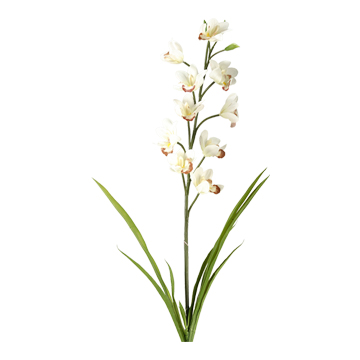 Cream Cymbidium Orchid Stem - FL2333