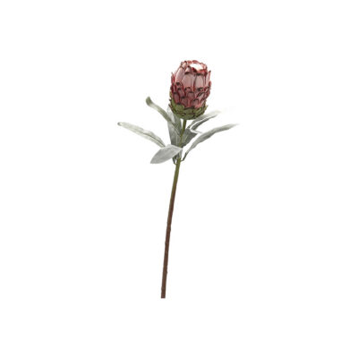 Red Protea Flower - FL2395
