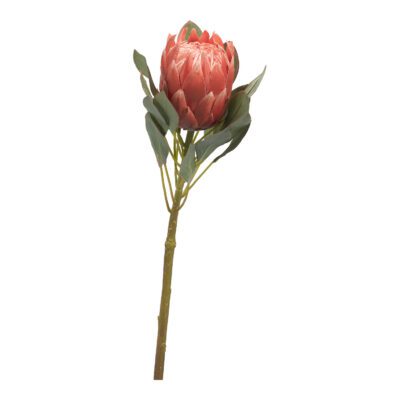 Red Large Protea Flower - FL2396