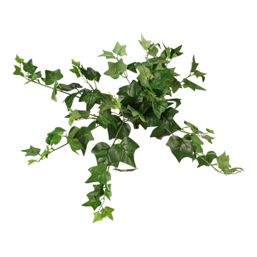English Ivy Bush 22" - GR1277