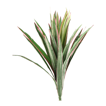 Dracaena Stem - GR1296