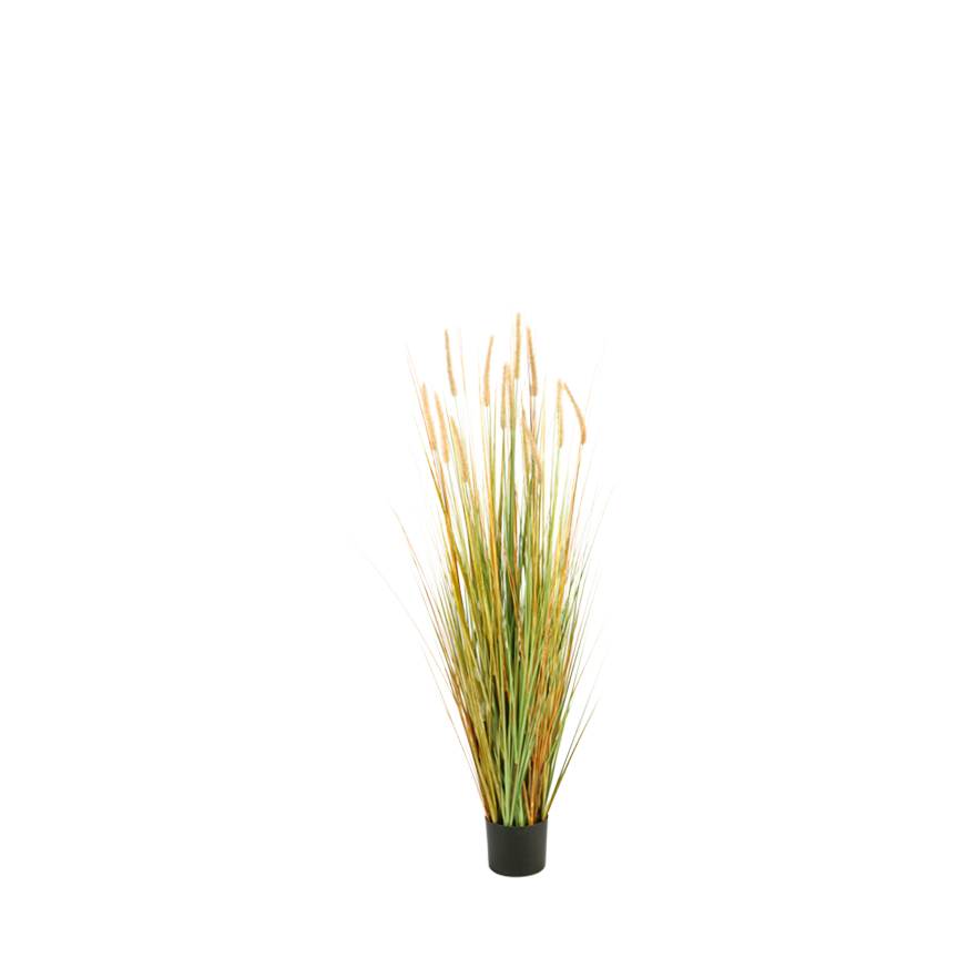 Onion Grass with Plumes in Nursery Pot - GR1469