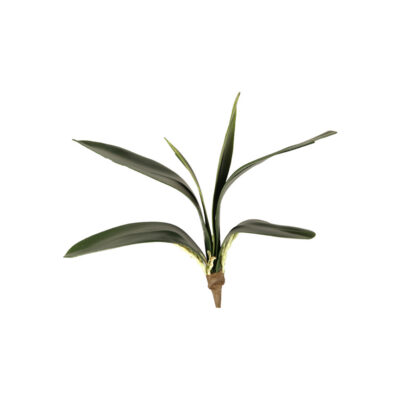 Orchid Foliage - GR1562