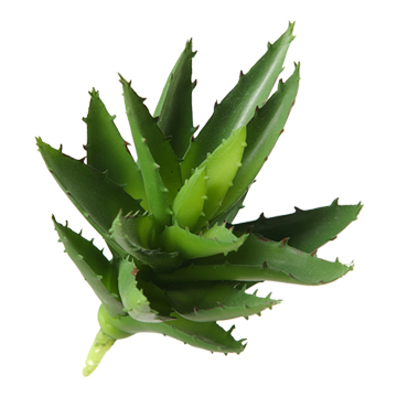 Aloe Plant - GR1600