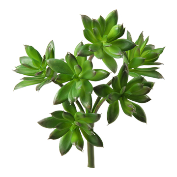 Green Echeveria - GR1602
