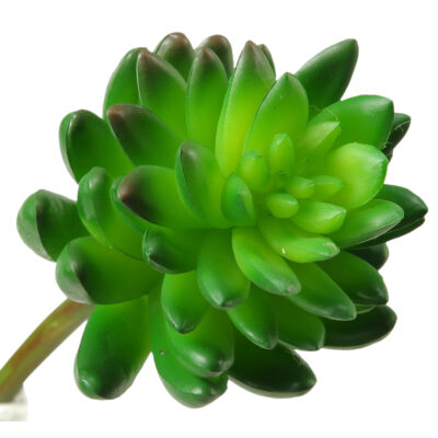 Plump Green Succulent - GR1604