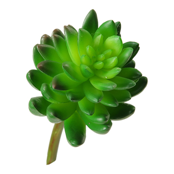 Plump Green Succulent - GR1604