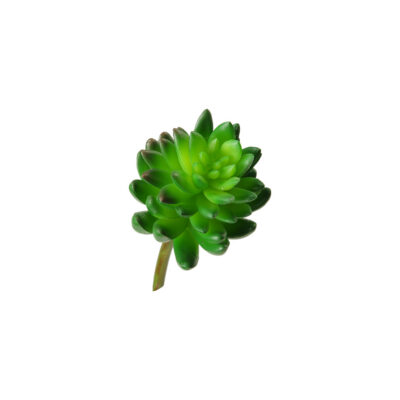Plump Green Succulent - GR1604