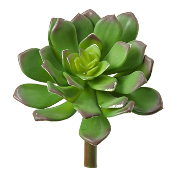 Green Echeveria - GR1608