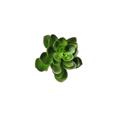 Small Green Echeveria - GR1609
