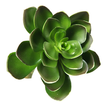 Small Green Echeveria - GR1609