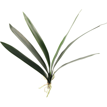 Cymbidium Foliage - GR1643