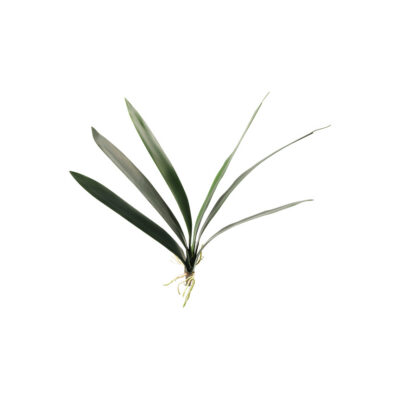 Cymbidium Foliage - GR1643