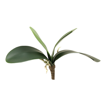 Orchid Foliage - GR1644