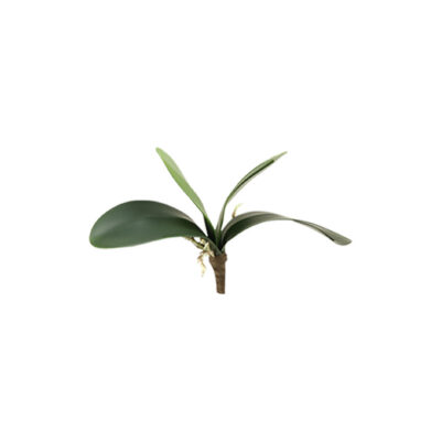 Orchid Foliage - GR1644