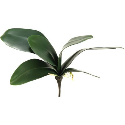 Orchid Foliage - GR1645