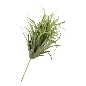 Flocked Mini Aloe - GR1698