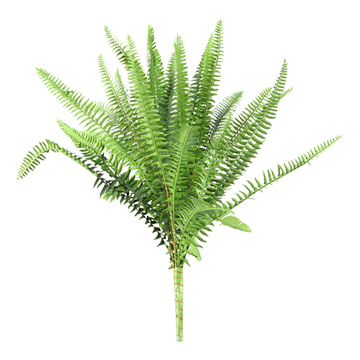Green Boston Fern - GR1751