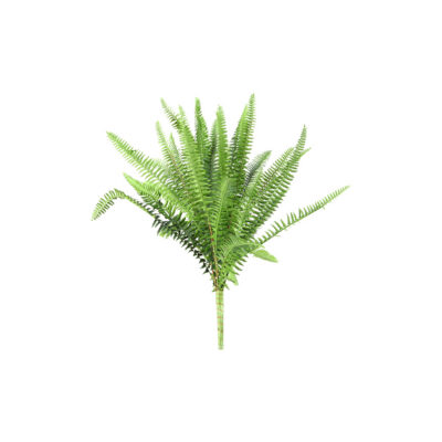 Green Boston Fern - GR1751