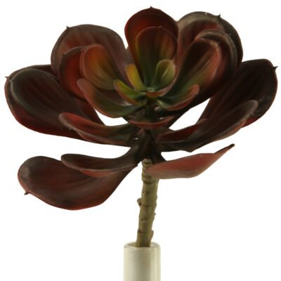 Red Echeveria Spray - GR1871