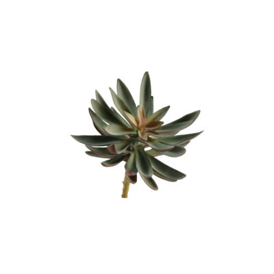 Echeveria Spray - GR1874