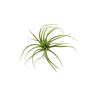 Light Green Tillandsia - GR1884
