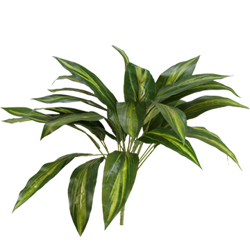 Dracaena Plant - GR1894