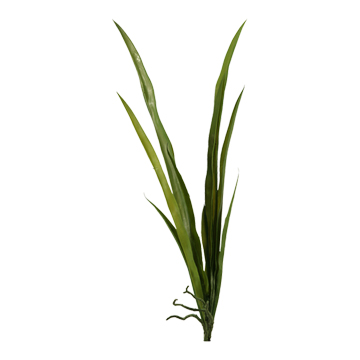 Orchid Foliage - GR1895