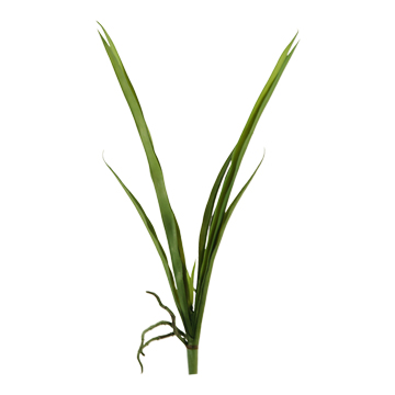 Orchid Foliage - GR1896