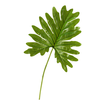 Large Selloum Philo Leaf - GR1914