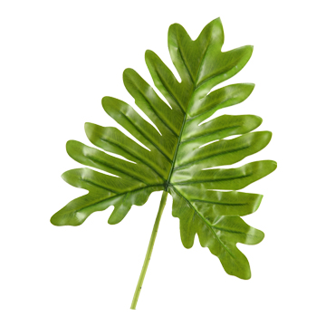 Small Selloum Philo Leaf - GR1916