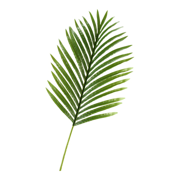 Large Hawaiian Palm Leaf - GR1917