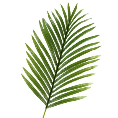Large Hawaiian Palm Leaf - GR1917