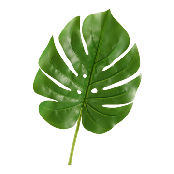 Small Split Leaf Philo - GR1939