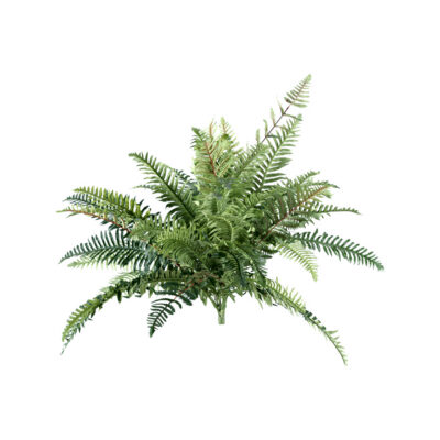 River Fern Bush - GR605