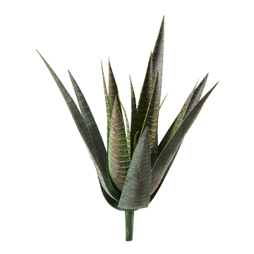 Spiky Agave Plant - GR972