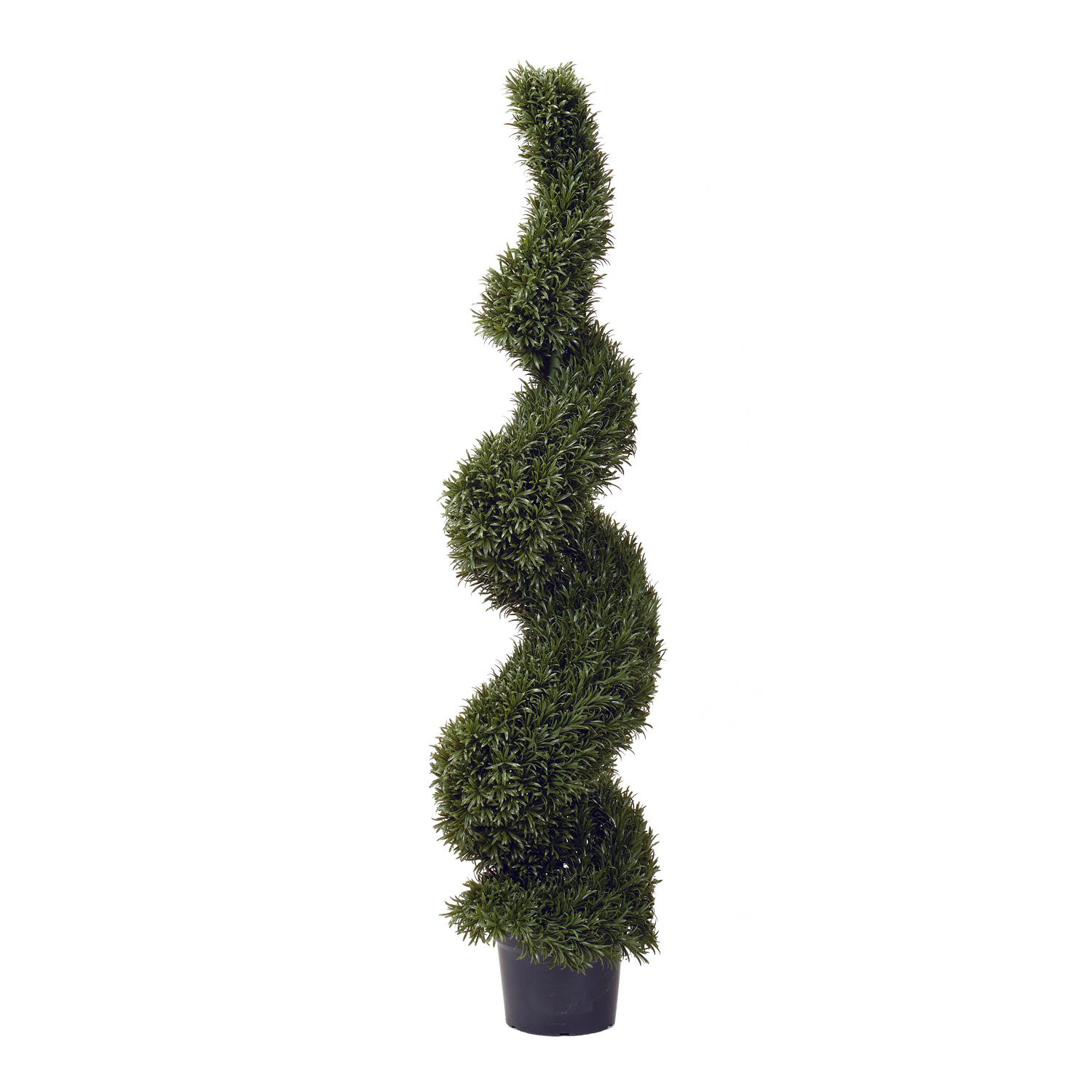 Spiral Rosemary Topiary 5.5' - TL373