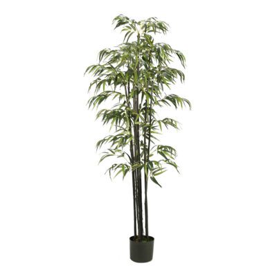 Black Bamboo Tree 6' - TL571
