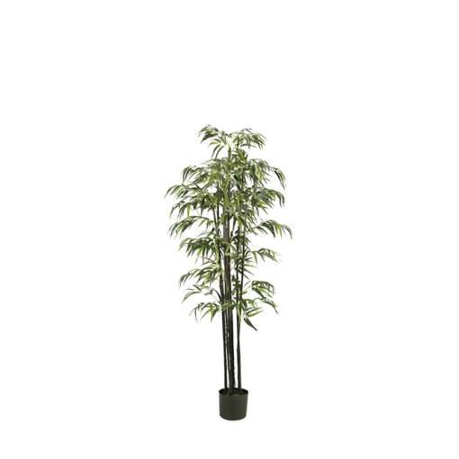 Black Bamboo Tree 6' - TL571