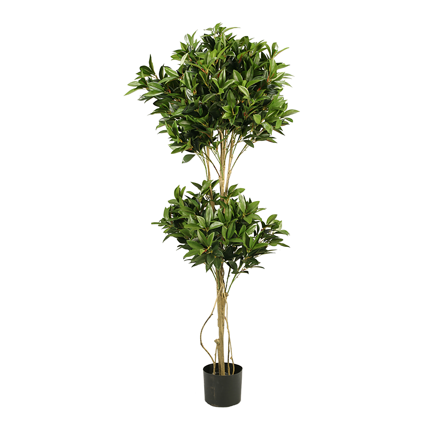 Shikiba Tree 5' - TL647