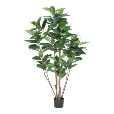 Rubber Tree 5' - TL652