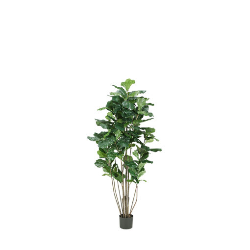 Fiddle Leaf Fig Tree 5' - TL653