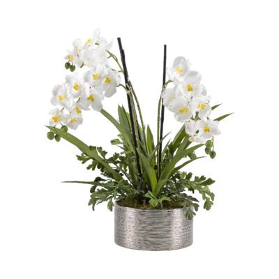 Cream Vanda Orchids with Hare's Foot Fern in Small Round Etched Silver Ceramic Bowl - 189006