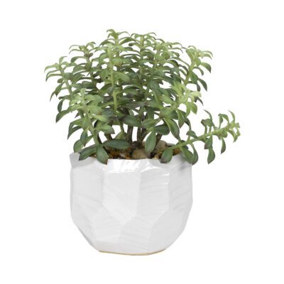 Tree Succulent in Large White Flintstone Planter - 189011