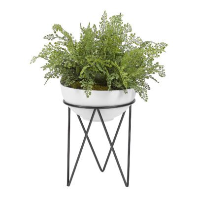 Maiden Hair Fern in Estelle Planter - 189015