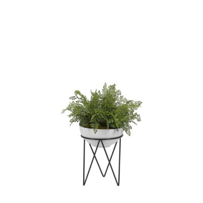 Maiden Hair Fern in Estelle Planter - 189015