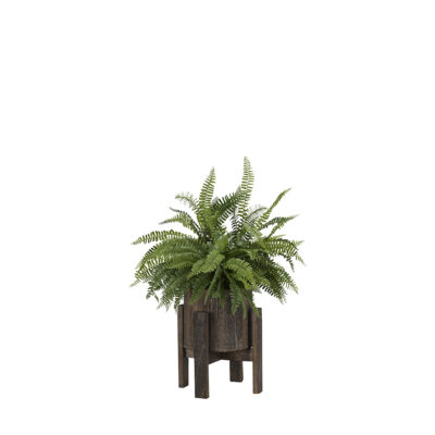 Boston Fern in Small Cooper Planter - 189020