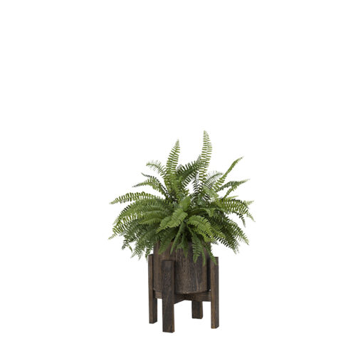 Boston Fern in Small Cooper Planter - 189020