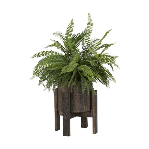 Boston Fern in Small Cooper Planter - 189020 - Image 2